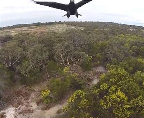 Drone vs. Eagle (Video) | Shutterbug