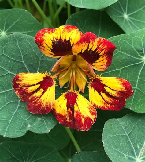 Orchid Flame Nasturtium John Scheepers Kitchen Garden Seeds