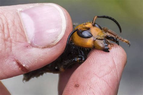 Us West Coast Bees Threatened By The Predatory Asian Giant “murder Hornet” — Mercopress