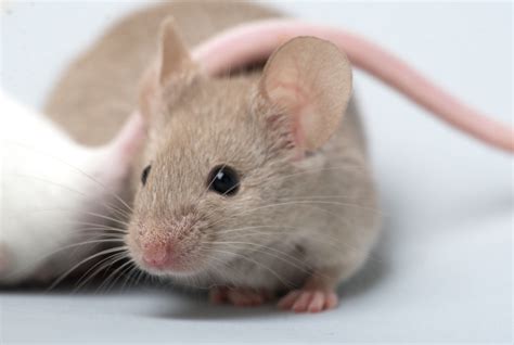 How Should I Groom My Mice Rspca Knowledgebase