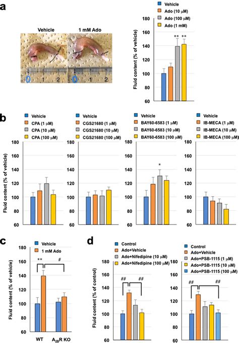 Involvement Of Adenosine A2b Receptor And Effectiveness Of Nifedipine Download Scientific