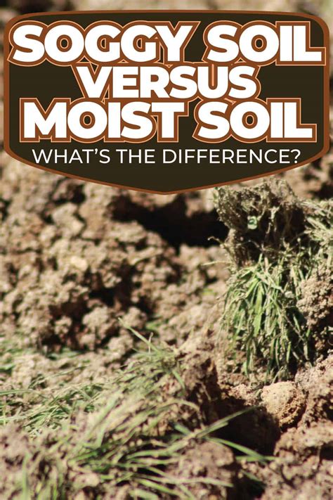 Soggy Soil Vs Moist Soil What S The Difference