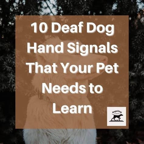 10 Deaf Dog Hand Signals That Your Pet Needs to Learn