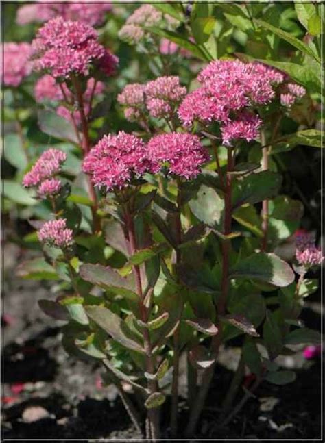 Sedum Hybridum Munstead Dark Red Rozchodnik Ogrodowy Munstead Dark