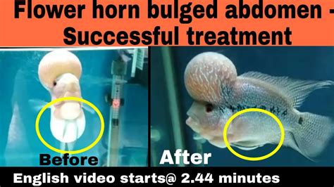 Bulged Abdomen Flower horn – A successful Treatment – Fish Dr India