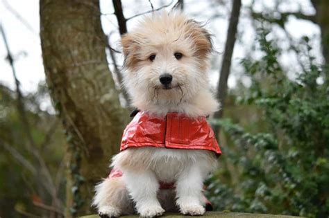 7 Best Waterproof Dog Coats in 2021 - First Time Dog Owner Tips - DoggOwner