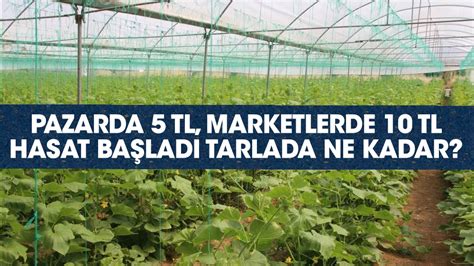 Pazarda 5 marketlerde 10 lira Hasat başladı tarlada bakın ne kadar