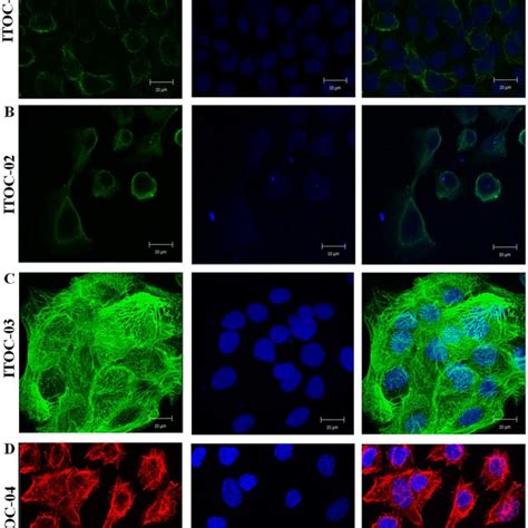 A D Confocal Micrographs Showing The Expression Of Epithelial