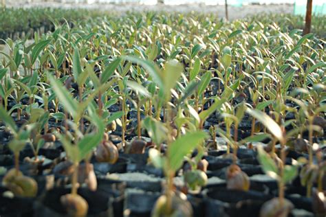 One Million Mangrove Seeds Planted By Drones Yalla Abu Dhabi Life