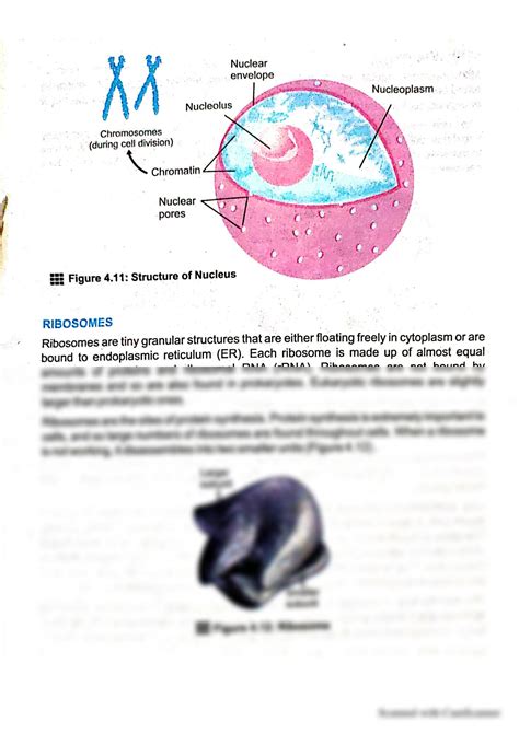 Solution Cell Organelles Part 1 Nucleus Ribosomes Mitochondria