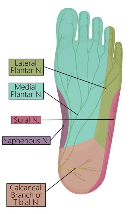 Baxter’s Nerve Entrapment — ChiroUp