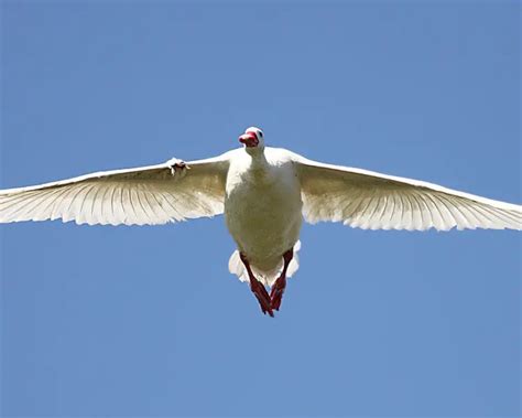 Coscoroba swan - Facts, Diet, Habitat & Pictures on Animalia.bio