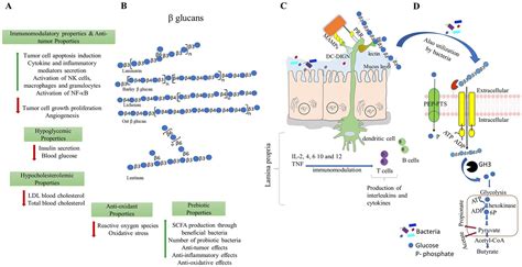 Frontiers β Glucans A Potential Source For Maintaining Gut