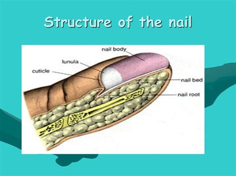 Structure And Function Ppt Download