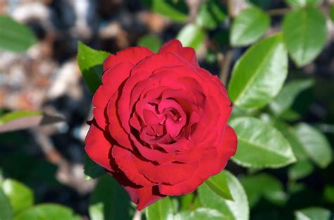 Купить Tornado роза бордюрная. Саженцы сорта розы Торнадо | PLANTE.md