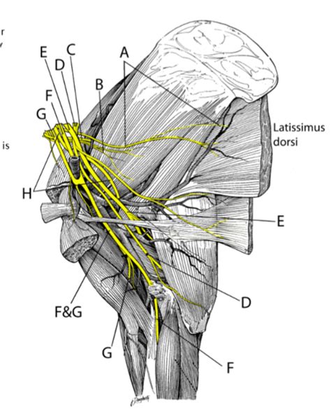 Brachial Plexus Diagram Diagram | Quizlet