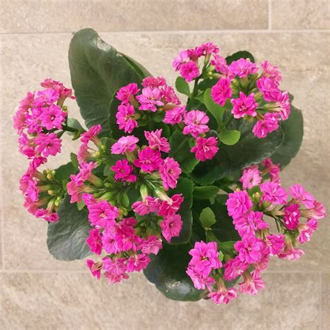 Eremo - Il sì di Maria l'eccomi che cambia la storia Immacolta