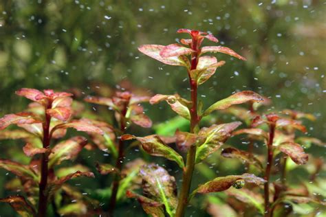 Cryptocoryne Spiralis Tiger Online Aquaria