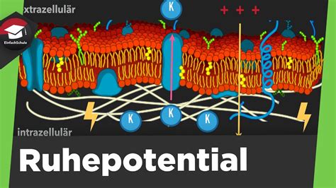 Ruhepotential Einfach Erkl Rt Teilchenbewegung Natrium Kalium Pumpe