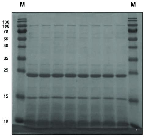 Sodium dodecyl sulfate-polyacrylamide gel electrophoresis for pea ...