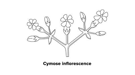 Is cymose inflorescence a determinate inflorescence?