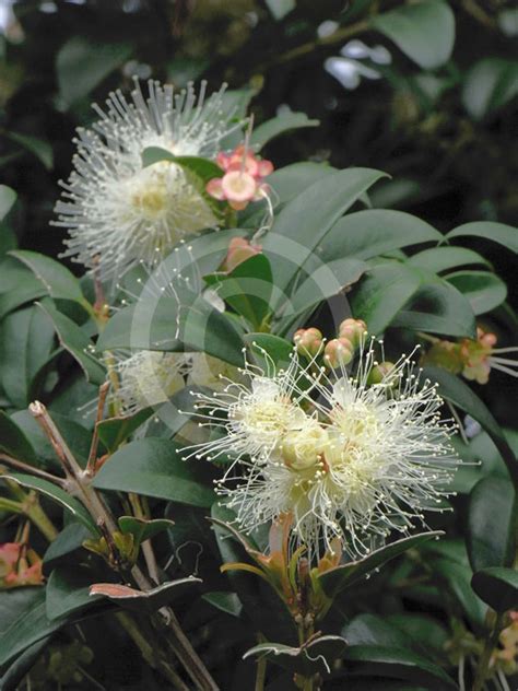 Syzygium Australe Pinnacle Pinnacle Scrub Cherry Lilly Pilly