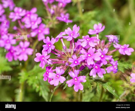 Purple Prairie Verbena flowers in spring Stock Photo - Alamy