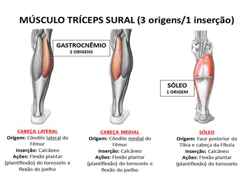 Triceps Sural Anatomie