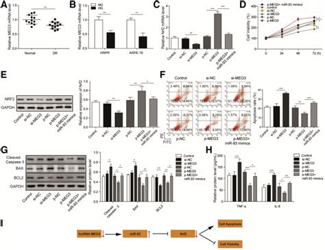 Long Noncoding Rna Meg3 Inhibits Apoptosis Of Retinal Pigment