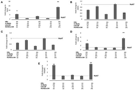 Frontiers Endothelial Cell Derived Tgf Promotes Epithelial