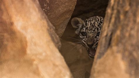 Fakta Unik Macan Tutul Arab Subspesies Terkecil Di Dunia