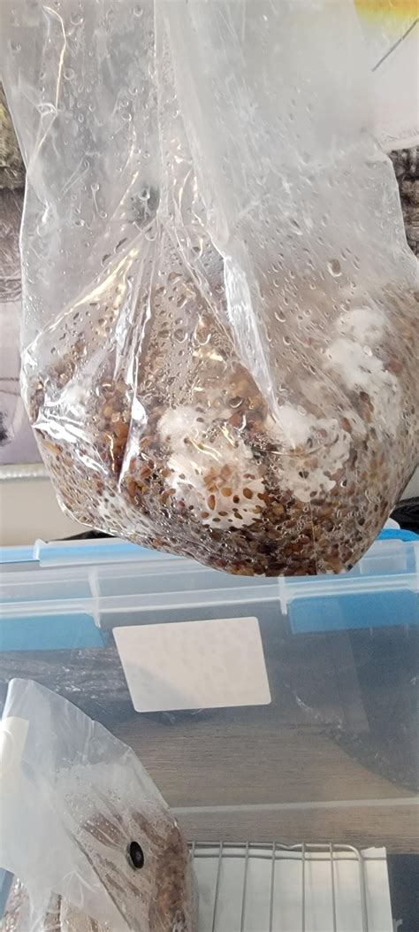 Could anyone help with correct Ratio? CVG TEK : r/shrooms