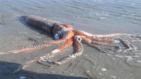 Colossal Squids Uniquely Have Both Swiveling And Fixed Hooks For Catching Prey The Tentacular