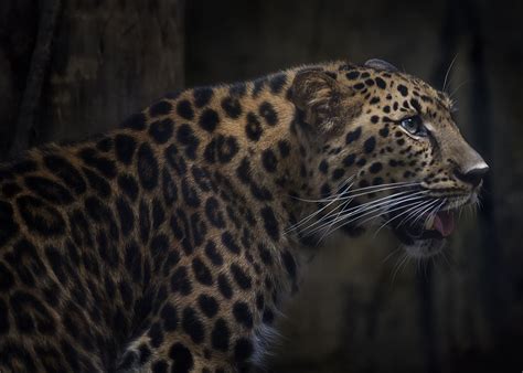 Learn About 10 Recently Extinct Tigers and Lions