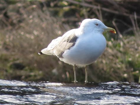 Lesser Black-backed Gulls from Forest Farm | Marnix's Bird Gallery