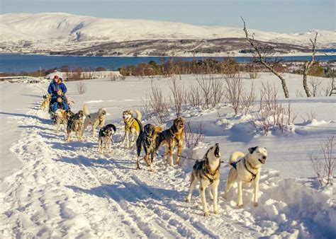 Husky sledding | Audley Travel US