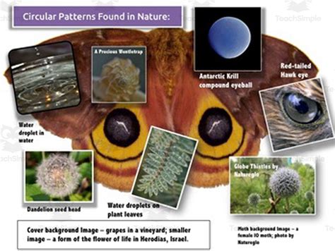 Circular Patterns in Nature PowerPoint with Study Guide by Teach Simple