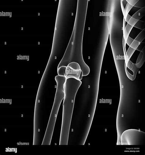 Normal Elbow Black And White Stock Photos And Images Alamy