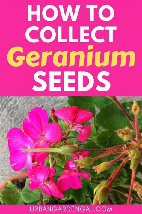 How To Collect Geranium Seeds Geraniums Growing Geraniums Geranium