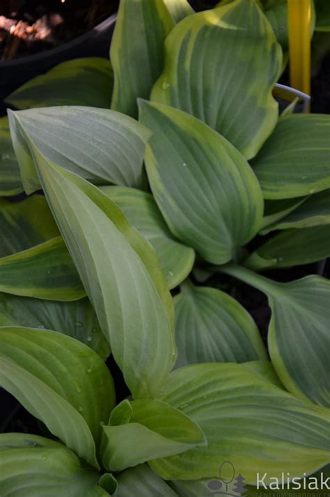Hosta 'Wolverine' Funkia