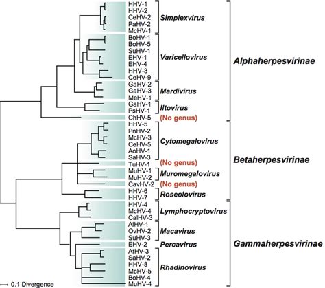 Herpes Viruses Classification