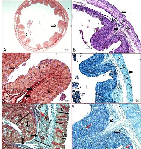 Photomicrography Of The Cecum A Villi And Folds Arrows Lumen L Download Scientific