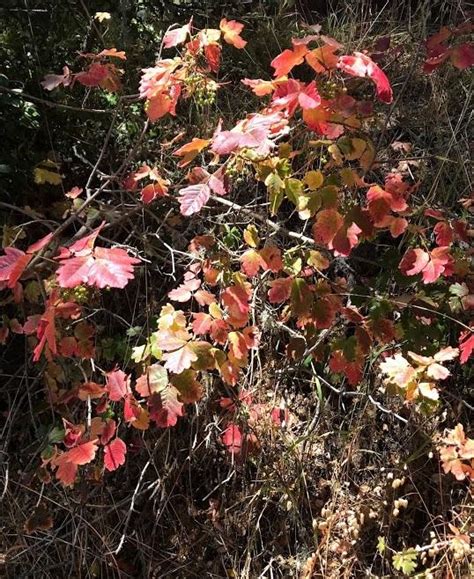 Western Poison Oak (Toxicodendron diversilobum) - Garden.org