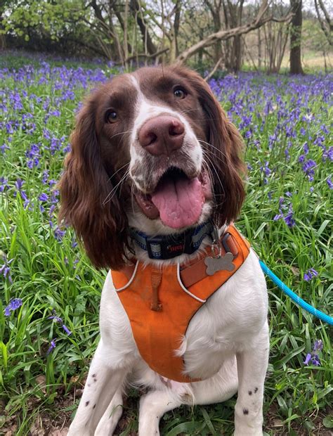 News - English Springer Spaniel Rescue - North West England