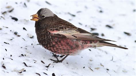 Black Rosy-Finch | Audubon Field Guide