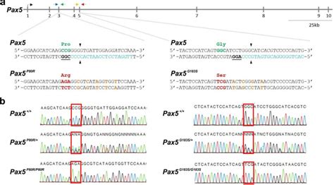 CRISPR Cas9 Engineering Of Pax5 P80R And G183S Loci A Schematic