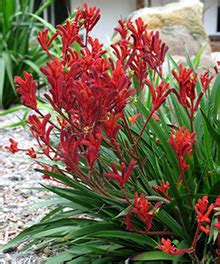 Plant Of The Month Anigozanthos Bush Inferno Boyanup Botanical