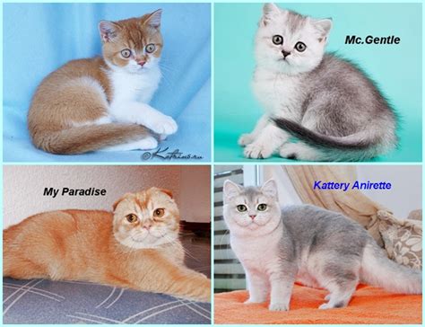 Шотландская Кошка Окрасы С Фото И Названиями – Telegraph