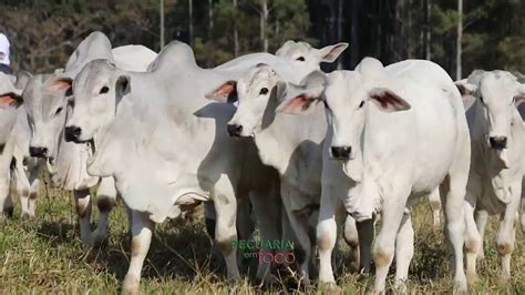 Leil O De F Meas Fazenda Geny Pecuaria Em Foco