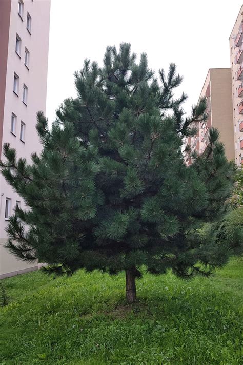 Sosna Czarna Pinus Nigra Du E Drzewa Galeria Ogrodowa Pl